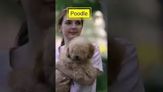 Top 10 Cute Dog Breeds With Curly Hair    #shorts