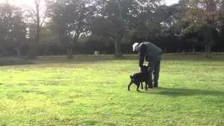 Peniglen Training