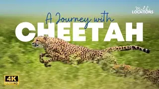 A Journey with Cheetah | Cheetah Running | Cheetah Hunting | Malik's Locations Wildlife