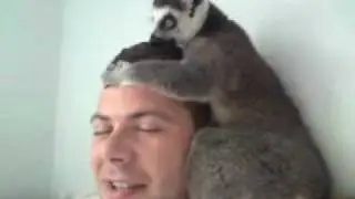 Kaiyah the ringtail lemur grooming!