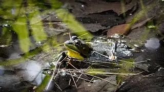 Green Frog Advertisement Call (22 June 2022)
