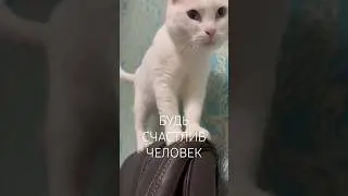 Делись и будь! #catshorts #catvideos #cat #shortsfeed #whitecatvideo #cutecat #shortsfeed #shorts