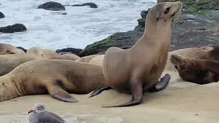 La Jolla seals in 8k