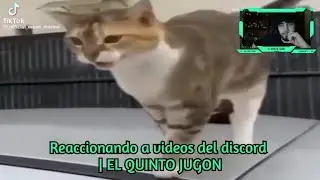 Reaccionando a videos del discord | #siteriespierdes #humor #memes #reaccion | EL QUINTO JUGON