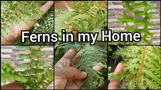 Ferns in my Home/Nephrolepis/Boostorn Fern/Sword Fern/Cotton Candy Fern