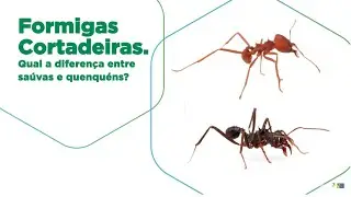 Formigas cortadeiras: qual a diferen&ccedil;a entre sa&uacute;vas e quenqu&eacute;ns?