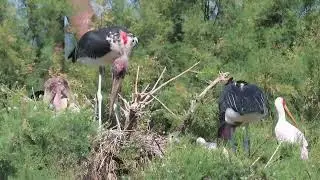Marabou storks (Leptoptilos crumenifer) nesting in the 