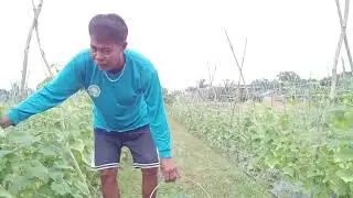 Harvesting cocomber