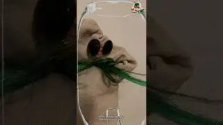 Armpit Puppet From Ross Lee's Ghoulies Replica The Best Of My Abilities By Dom&rsquo;s Animation Studio&rsquo;s