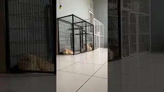Kandang kucing jumbo murah #kandang #kandangkucing #kandangkucingmurah #kucing #catlovers