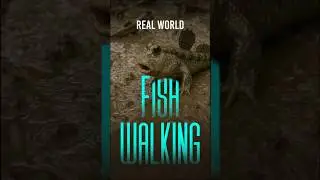 Mudskipper: The Fish That Walks on Land &ndash; Nature&rsquo;s Amphibious Marvel!