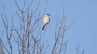 Northern Shrike calling while perched in a tree