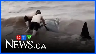 NS men have a whale of a tale