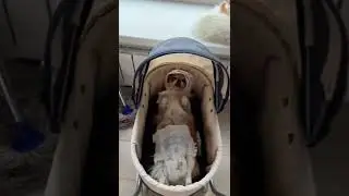 Funny Video Pet Cute #funnyanimals #petcute #chihuah 303