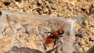 Velvet Ant Squeaking