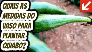 QUAIS AS MEDIDAS DO VASO PARA PLANTAR QUIABO? Qual tamanho do vaso para fazer o plantio cultivar?