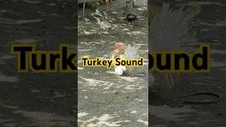 Turkey Sound #petsvlog #chicken #roosterfarm #turkeyvlogs #turkeysound