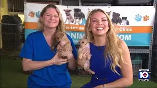 South Florida animal rescue tackles stray overpopulation crisis