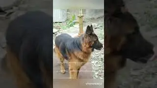 All breed pet shop Kathmandu Nepal