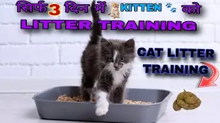 CAT LITTER TRAINING box | Litter Box Success in Minutes! | Can I Potty Train My Kitten FAST?