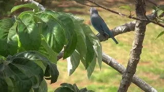 SAYACA TANAGER (THRAUPIS SAYACA), SANHA&Ccedil;O-CINZENTO, Wild birds, Country life,