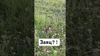 Заплутавший заяц / what are you doing here, bunny? #bunny #заяц #зайчик  #garden #сад #природа #зая