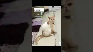 OPEN ADOPSI KUCING PERSIA PEAKNOSE