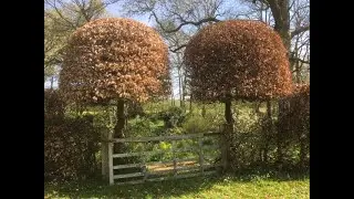 Vann Garden April 2020