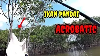Mancing ngoncer ikan Barakuda//mancing mania semarang Rucahan
