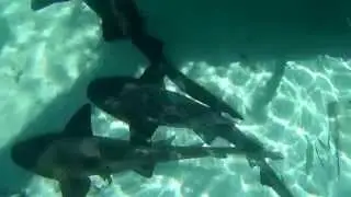 Calling all Nurse Sharks to dinner! Compass Cay Bahamas