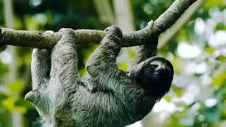 The MOST Incredible Jungle Wildlife!🦧🐿️🐒🐯🐗