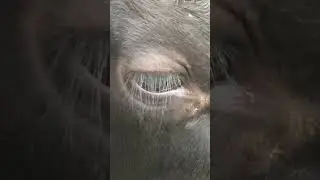👁️ Piggy the Cow's Eye Up Close: See His Long Eyelashes!! #cows #blackangus #shorts