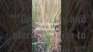 Rice   going to ripe