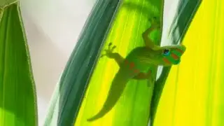 Upside-Down Geckos Defy Gravity | Virtual Expeditions | Lindblad Expeditions