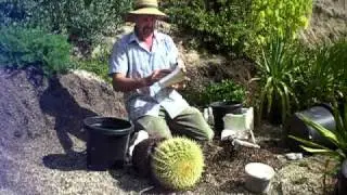 repotting a large barrel cactus safely.MOV