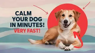 15 Quick Ways to Calm Your Dog Fast (Proven Tricks)