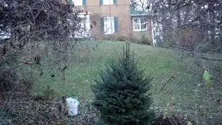 indianapolis, In ... Nov, 27 2016 Transplanted Blue Spruce