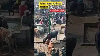 Juber ganj Animal market|| जुबेर गंज पशु बाजार देखो View😱😱||#shorts#viral
