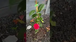 First Camellia flower in this plant
