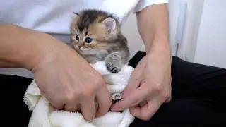 Kittens are wrapped and clipped for the first time.