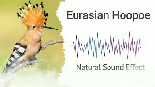 Eurasian Hoopoe | Natural Sound Effects