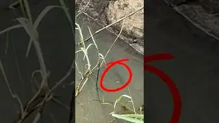 ഇത് വരാൽ അല്ലെ?😳🎣 #shorts #fishing #fish