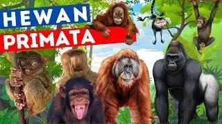 7 типов умных приматов, а не только обезьяны и гориллы