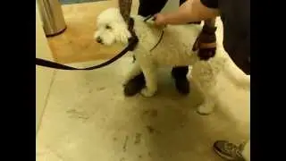 Sunshine Gets Microchipped @ Austin Animal Center's Free Microchip Clinic