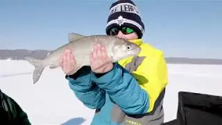 SAC S2 E8 - Lake Superior Whitefish