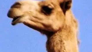 Camel Grunt 🐪 🔊