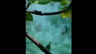 Archerfish meme