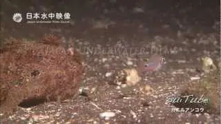 カエルアンコウ捕食　Predation of Frogfish. suitube7!
