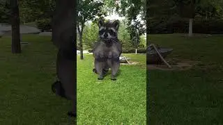 Where does this cute little raccoon come from 🤯 3D Special Effects | 3D Animation | VFX #shorts