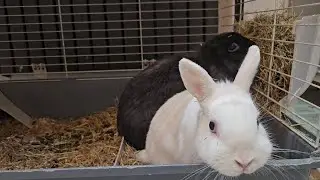 Two Rabbit friends enjoy a nice meal